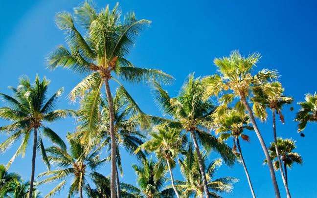 High definition desktop wallpaper of palm trees, image of palms, leaves 