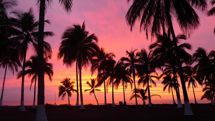 Palm Tree Wallpaper Desktop (69+ images)