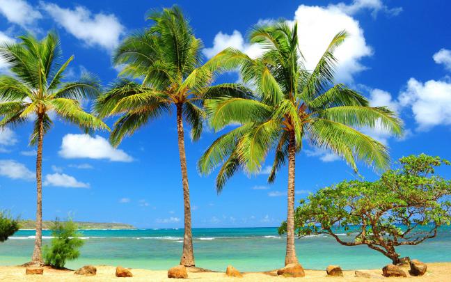 Desktop Palm Tree HD Wallpapers