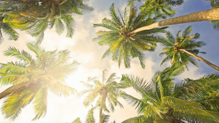 Palm Tree Desktop Wallpaper \u00b7\u2460 
