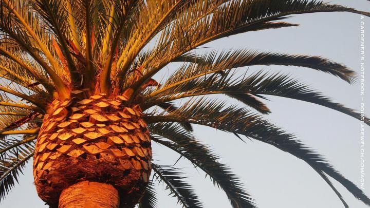 Palm Tree Desktop Wallpapers