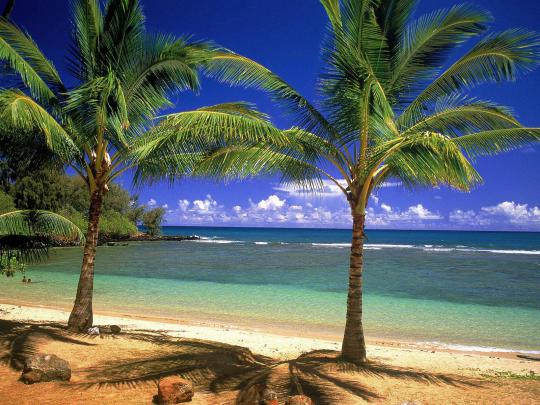 [45+] Palm Tree Wallpaper Desktop 
