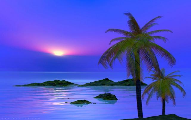 Palm Tree Desktop Wallpapers