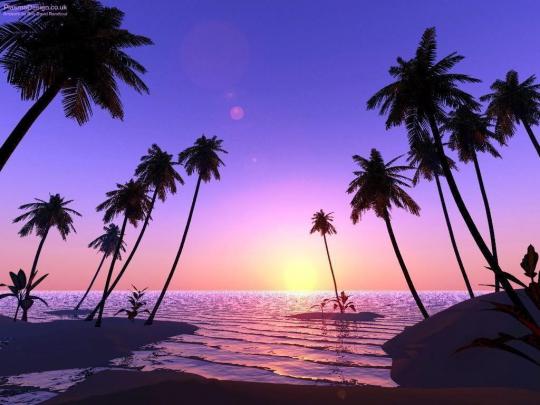 Palm Tree Desktop Wallpapers