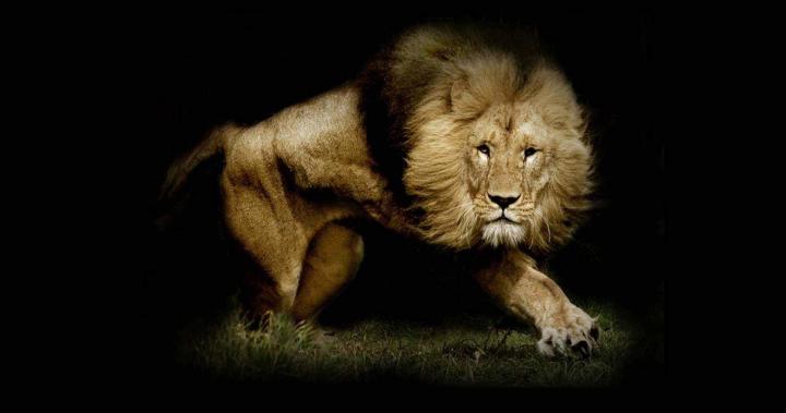 strong lion wallpaper hd 4k ultra hd wallpaper \u00bb High quality walls