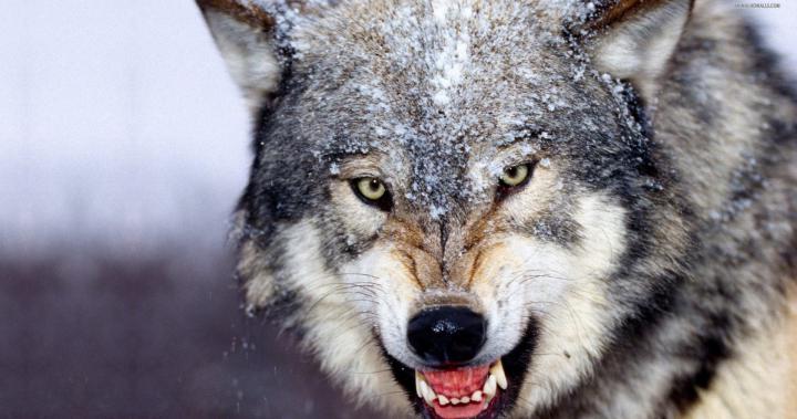 angry wolf wallpaper hd 4k ultra hd wallpaper \u00bb High quality walls