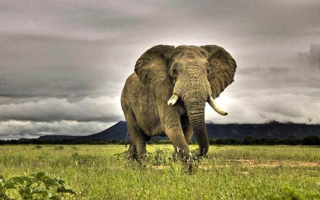 Ultra HD 4K Elephant Wallpaper Download - Free New Wallpapers | HD High 