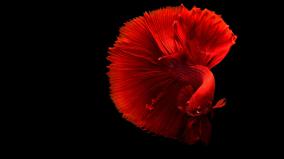 4k Fish Wallpaper