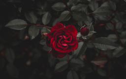 4k Rose Wallpaper