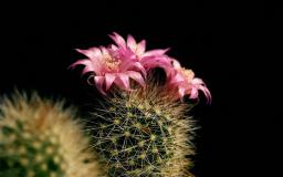 Cactus Desktop Wallpaper