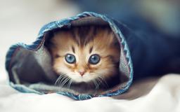 Cute Desktop Wallpaper Hd
