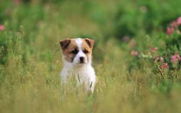 Dog Desktop Wallpaper