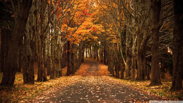 [30+] Autumn Wallpaper 1920x1080 