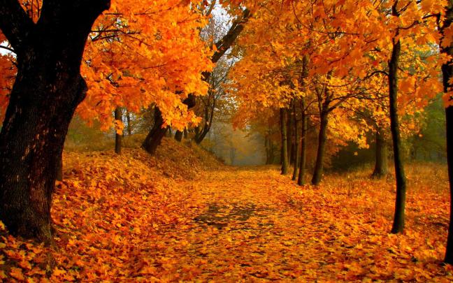 Fall Scenery Backgrounds \u00b7\u2460 
