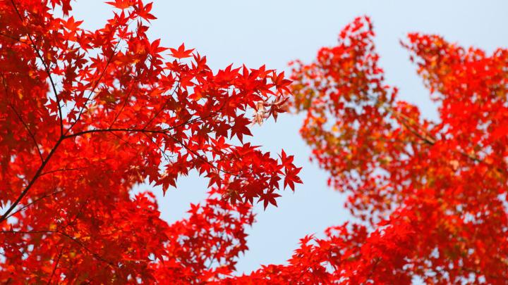 1920x1080 Autumn Red Leaf Orange Laptop Full HD 1080P HD 4k Wallpapers 