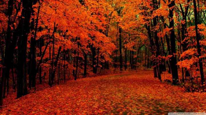 HD 1080p Fall Wallpaper (79+ images)