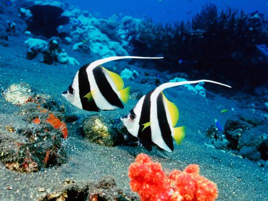 Tropical Fish Wallpaper (63+ images)
