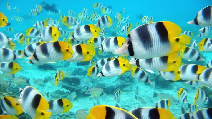 Tropical Fish Wallpaper (63+ images)