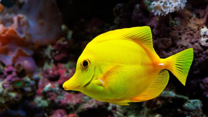 Fish Wallpapers