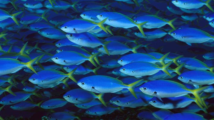 Animal Fish Wallpaper\/Background 1920 x 1080 -  191101 - Wallpaper 