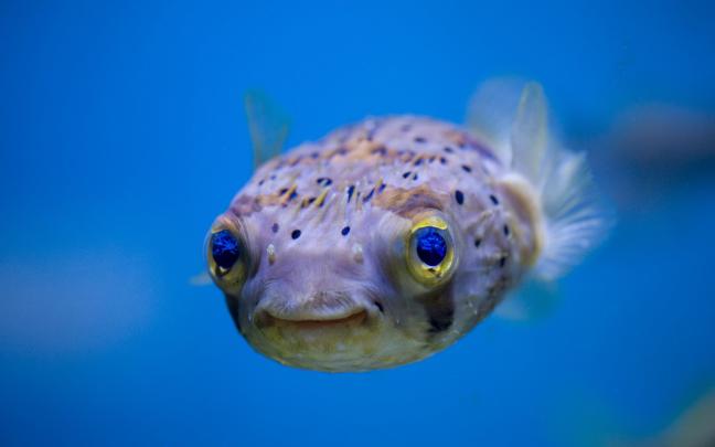 Fish Wallpapers (51+ pictures)