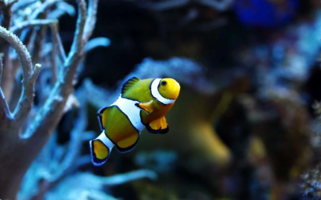 Fish wallpaper \u00b7\u2460 Download free beautiful HD backgrounds for desktop 