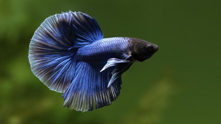 Fish Wallpapers