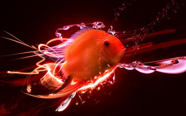 Fish Wallpapers