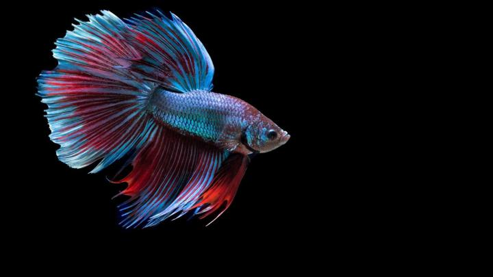 Red Fish Wallpaper (64+ images)