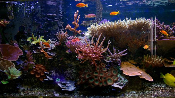 Saltwater Fish Wallpaper (58+ images)