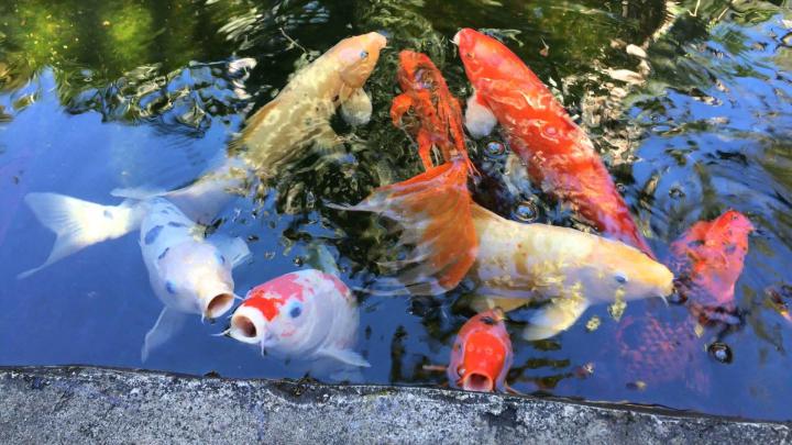 Koi Fish Live Wallpaper (56+ images)