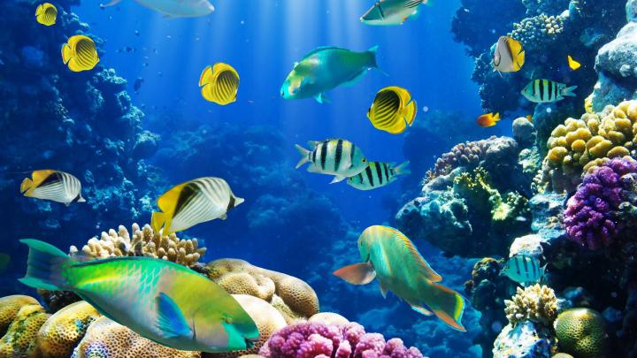 Fish Desktop Wallpapers - Top Free Fish Desktop Backgrounds 
