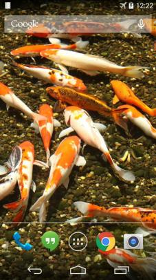 51+ Koi Fish Live
