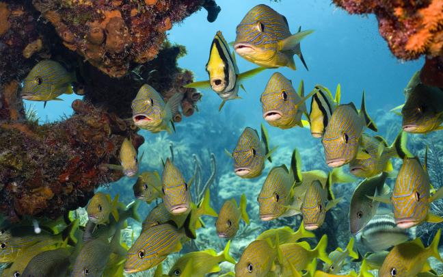 Fish Wallpaper and Screensavers (58+ images)