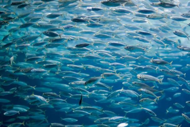 Fish background \u00b7\u2460 