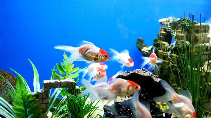 Aquarium Fish Tank Wallpapers - Top Free Aquarium Fish Tank Backgrounds 