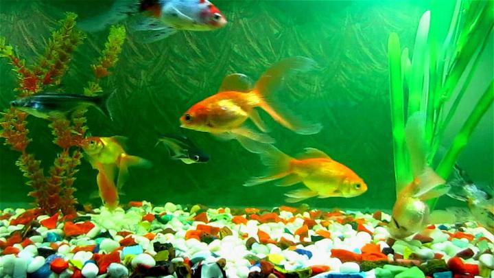 Animated Fish Wallpapers - Top Free Animated Fish Backgrounds 