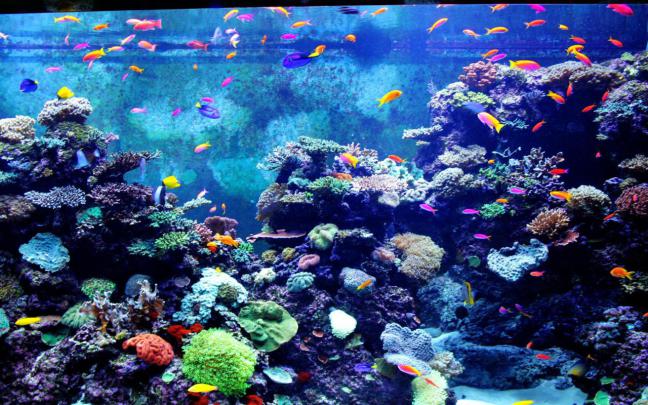 Amazing Aquarium Wallpapers - Top Free Amazing Aquarium Backgrounds 