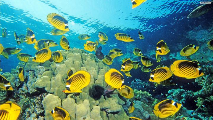 Fish Wallpapers (75+ background pictures)