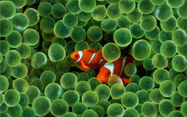 Fish Wallpapers (51+ pictures)