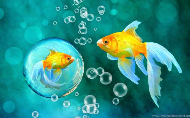 Fish Desktop Wallpaper (62+ images)