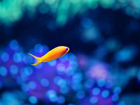 Fish background \u00b7\u2460 