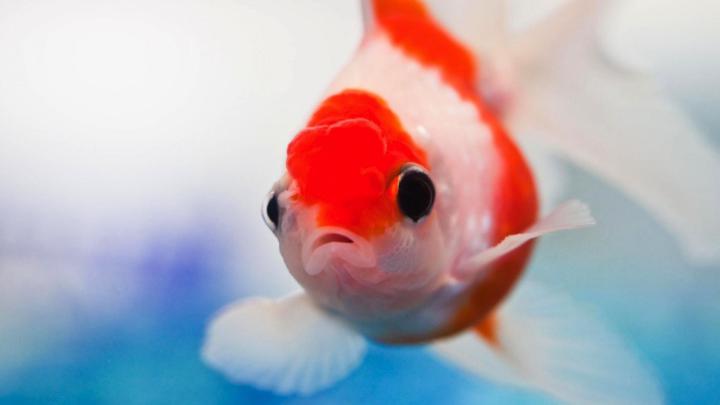 Fish Desktop Wallpaper (62+ images)