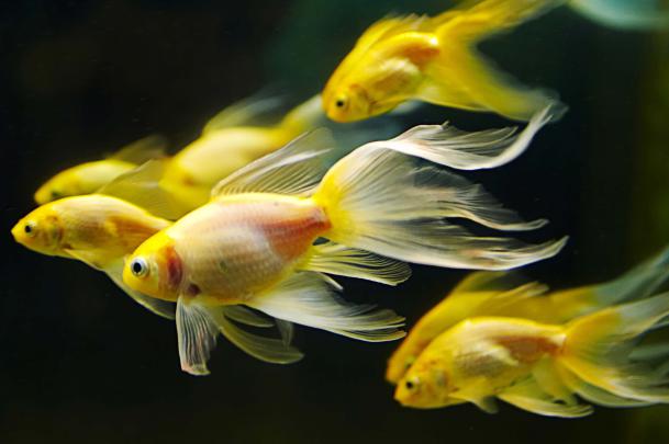 Fish Desktop Wallpapers - Top Free Fish Desktop Backgrounds 