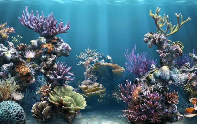 Fish Tank Wallpapers - Top Free Fish Tank Backgrounds - WallpaperAccess