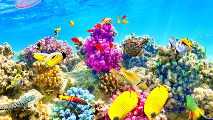 Fish Desktop Wallpaper (57+ pictures)