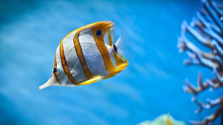 Fish Wallpapers
