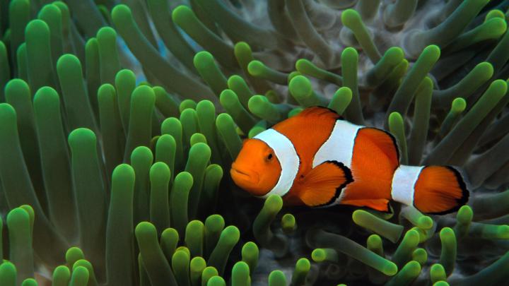 Fish Wallpapers