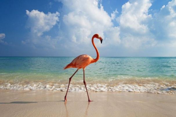 Beach Wallpaper 1920x1080 \u00b7\u2460 