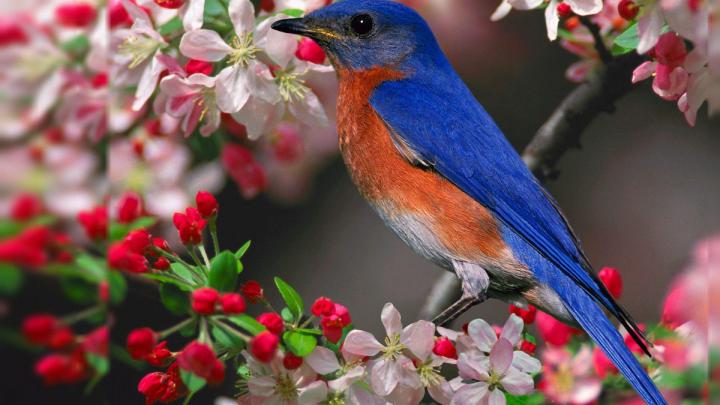Bird Desktop Wallpaper